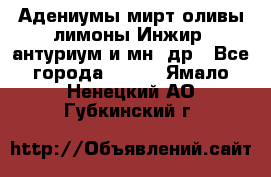 Адениумы,мирт,оливы,лимоны,Инжир, антуриум и мн .др - Все города  »    . Ямало-Ненецкий АО,Губкинский г.